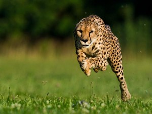 cheetah-world-speed-record-set_57554_600x450